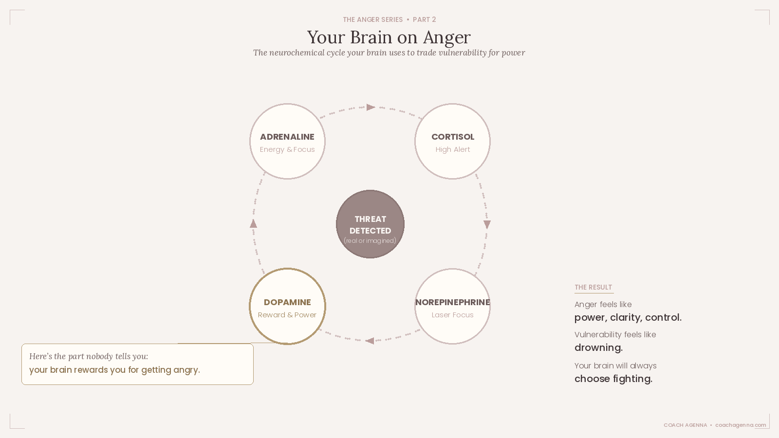 neurochemistry of anger cycle showing adrenaline cortisol norepinephrine and dopamine — Coach Agenna anger series part 2